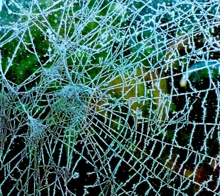 Givre tissé